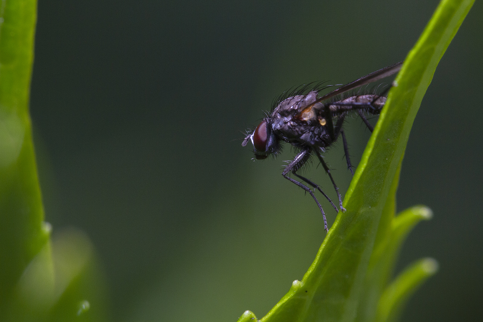 primo scatto flash con diffusore