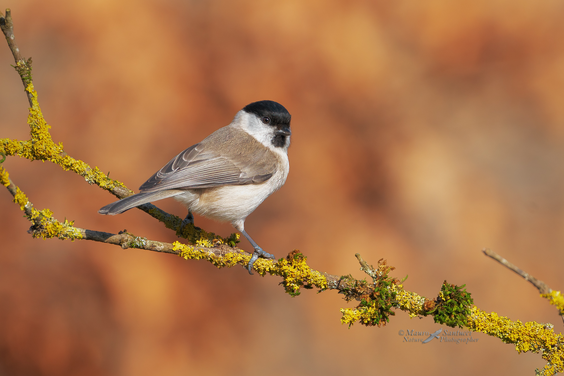 Cincia-bigia_DSC03279