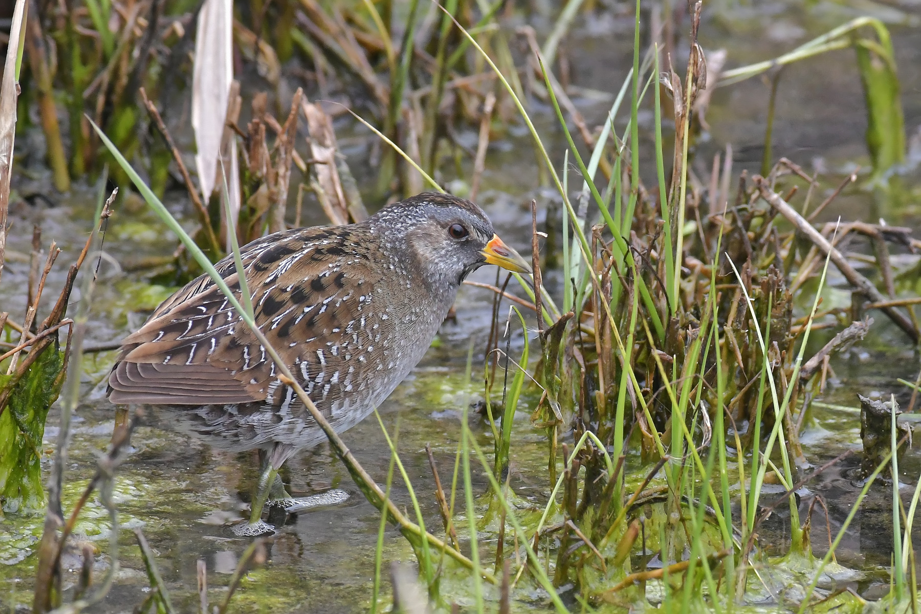 Voltolino allo scoperto