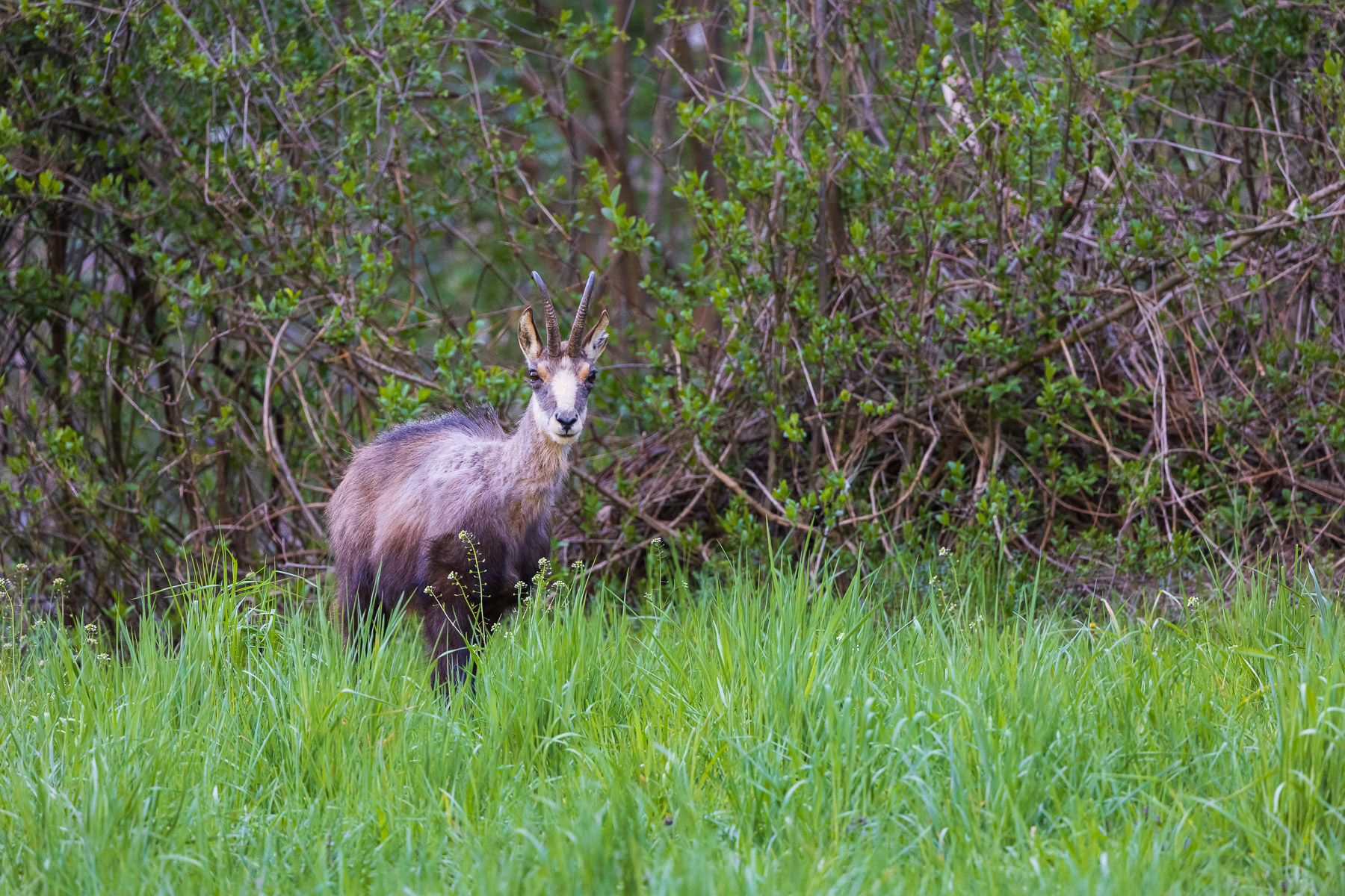Camoscio di Ballabio