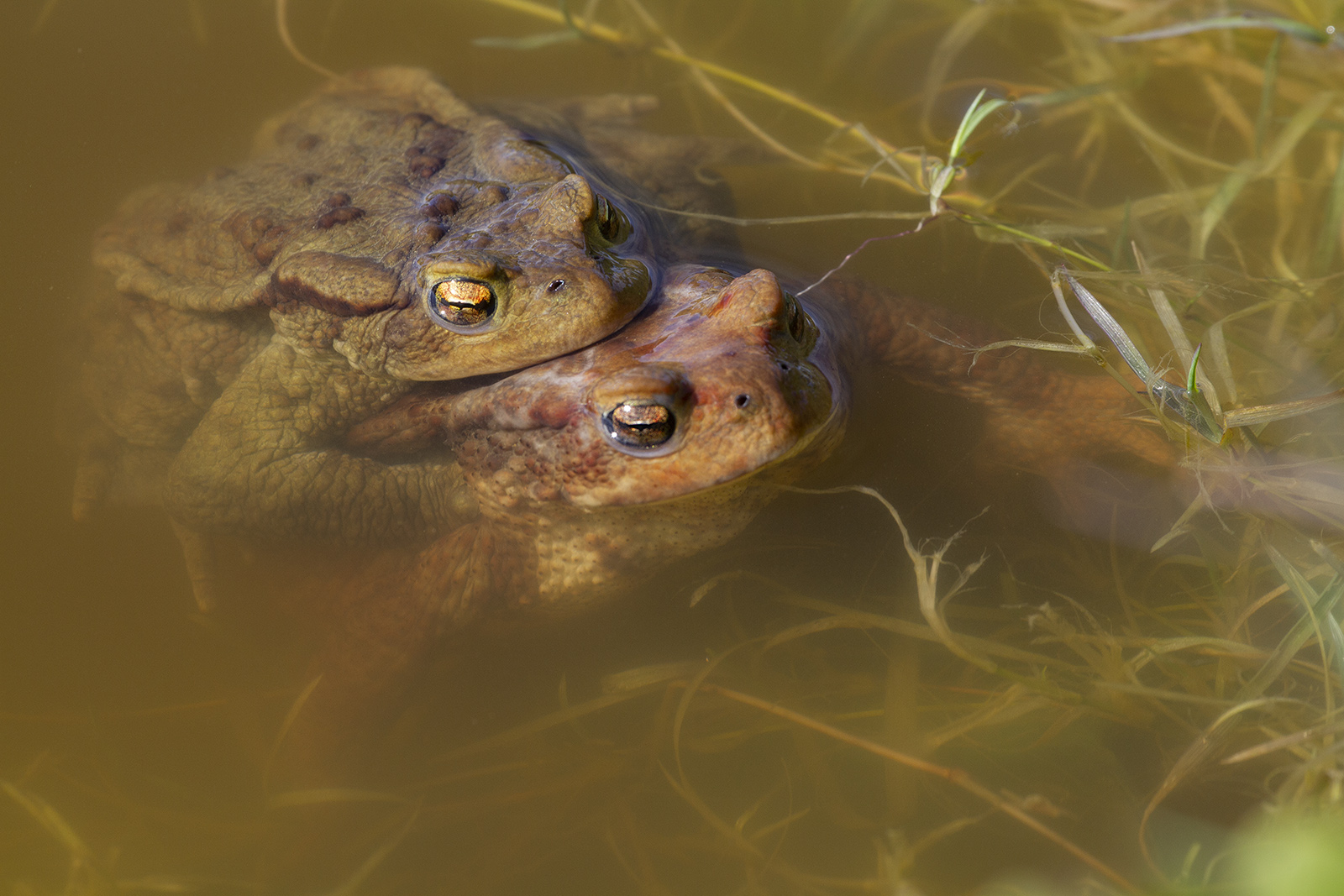 Al laghetto Pertus (Bg)