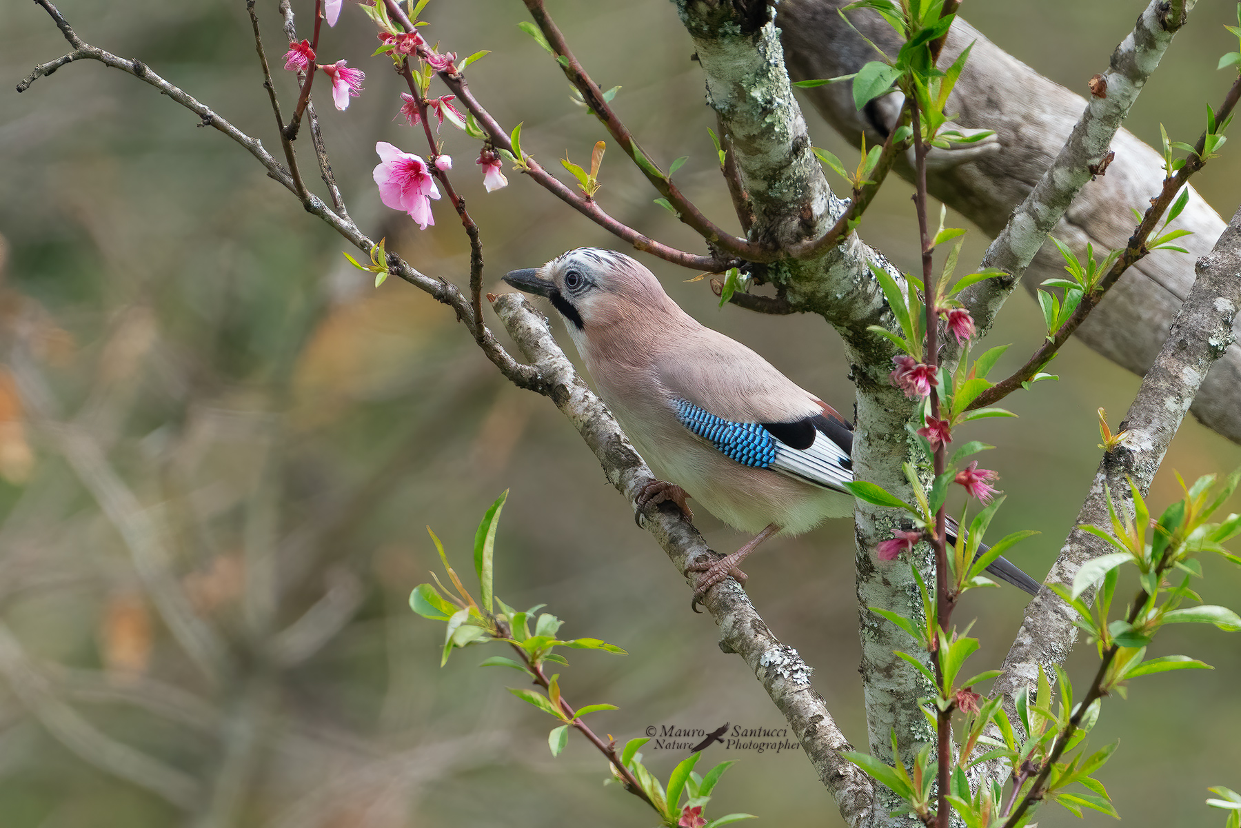 Ghiandaia-a-primavera_DSC05528