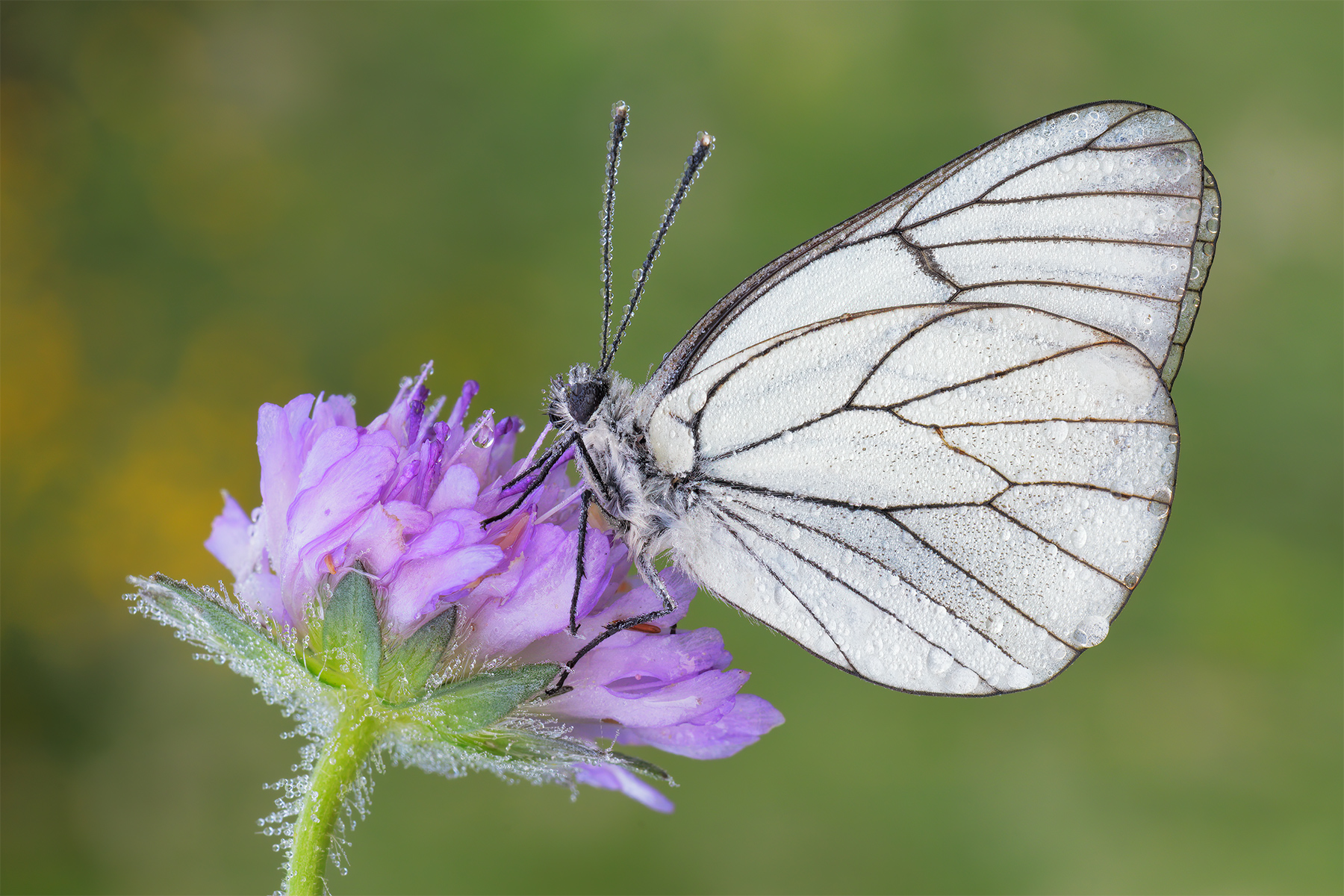 Aporia crataegi