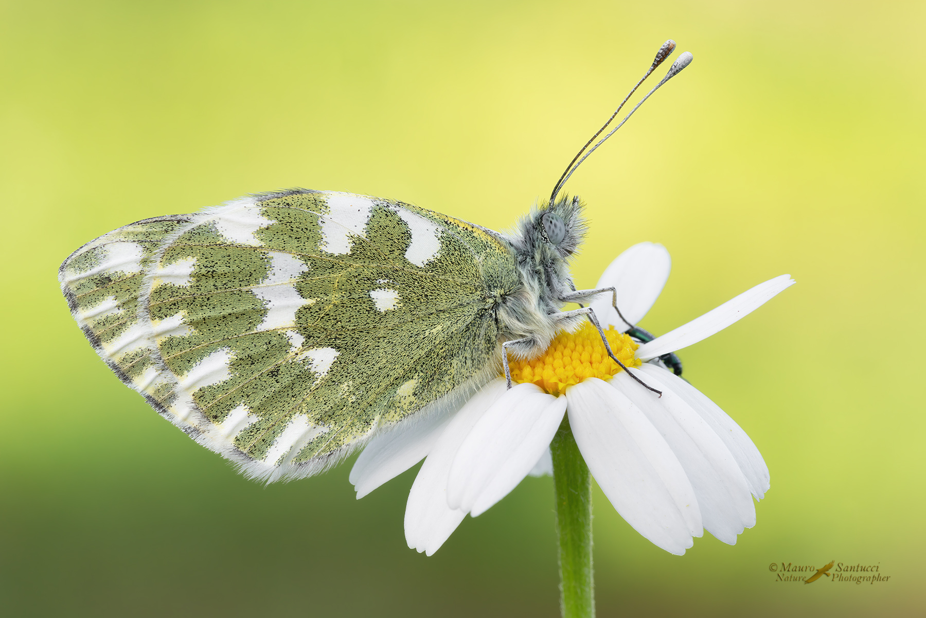 Pontia-edusa_DSC05680