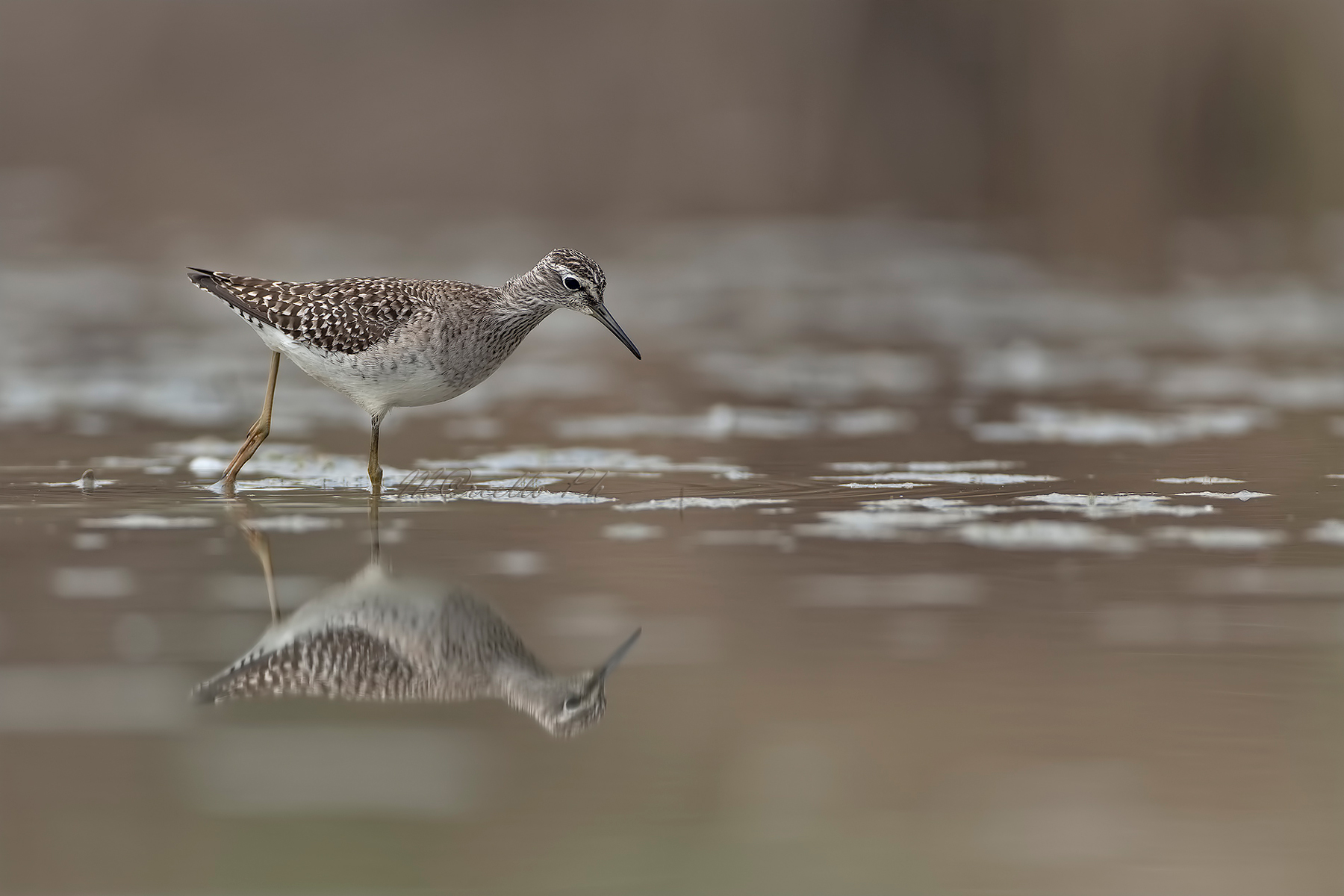 Piro Piro boschereccio.