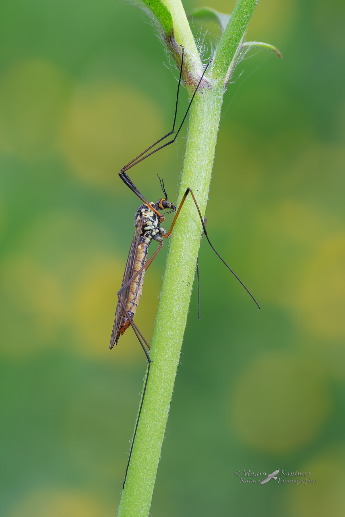Nephrotoma-ferruginea_DSC06009