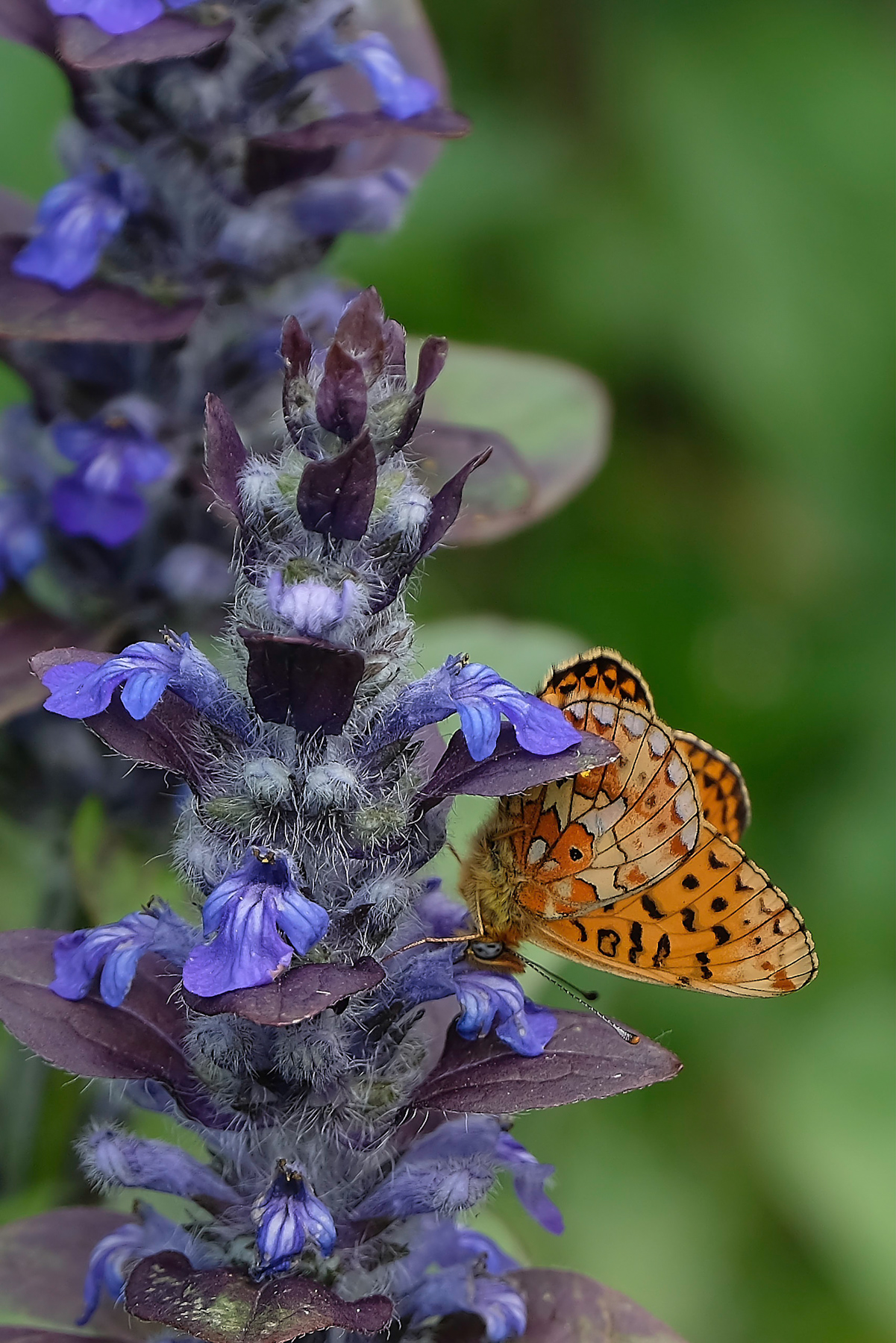 Ajuga Reptans e Militaea