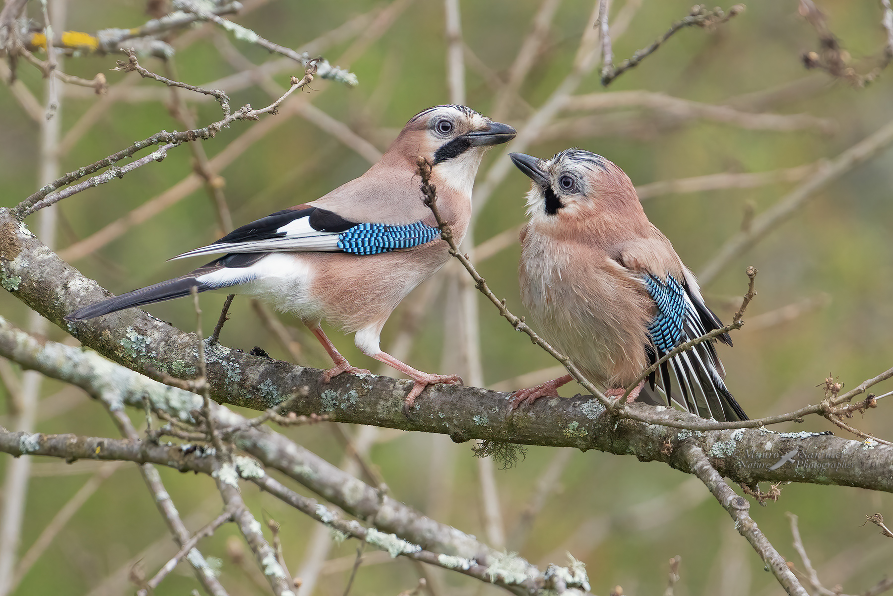 Coppia-di-Ghiandaie_DSC05577