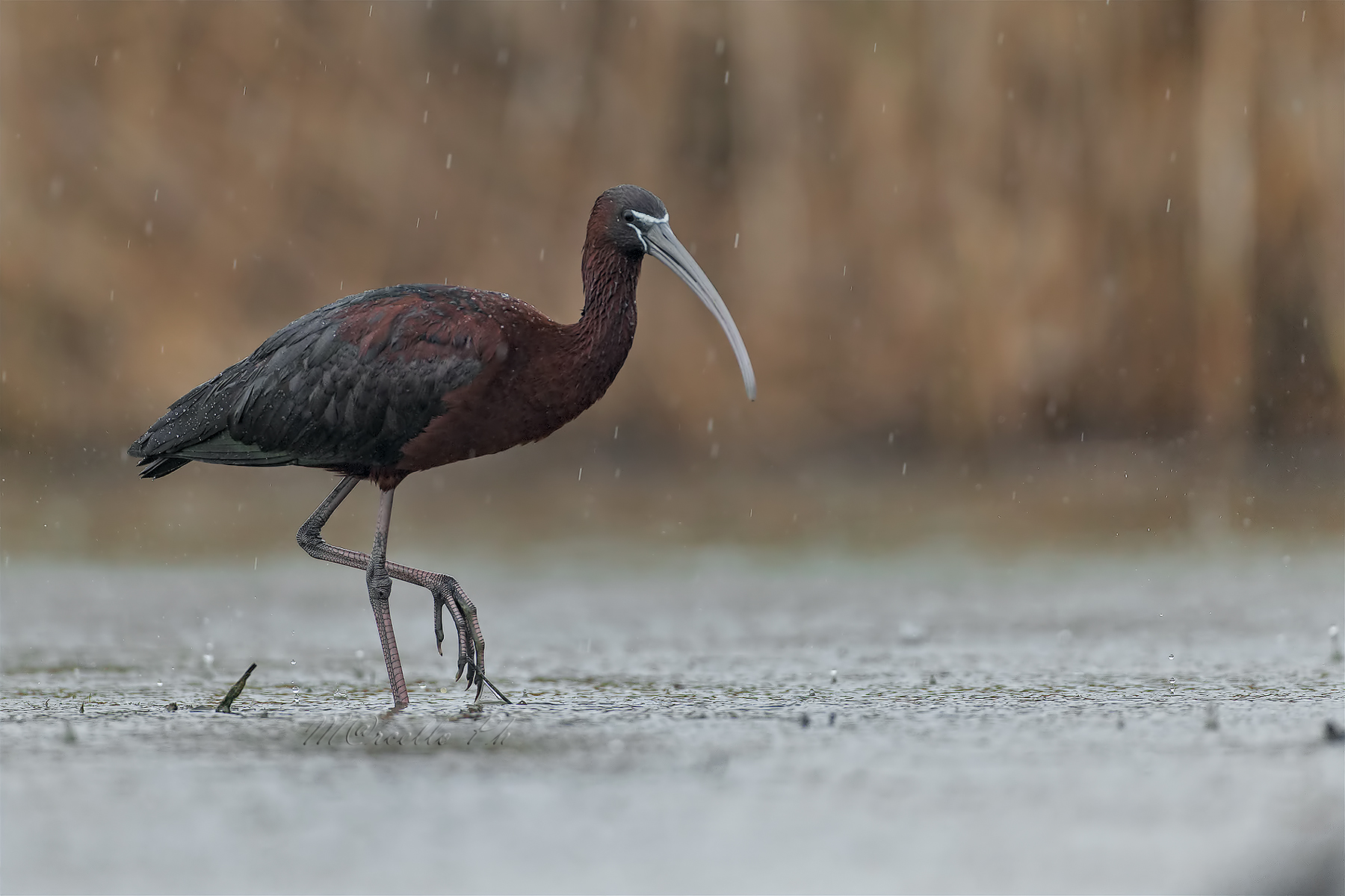 Mignattaio sotto la pioggia.