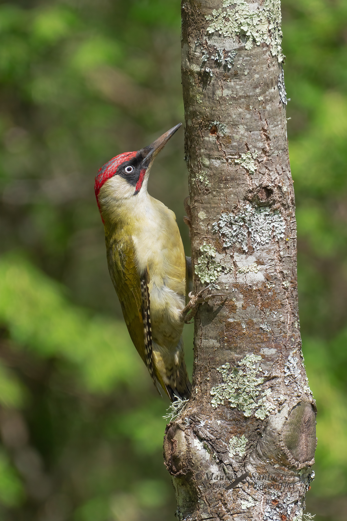 Picchio-verde_DSC05857