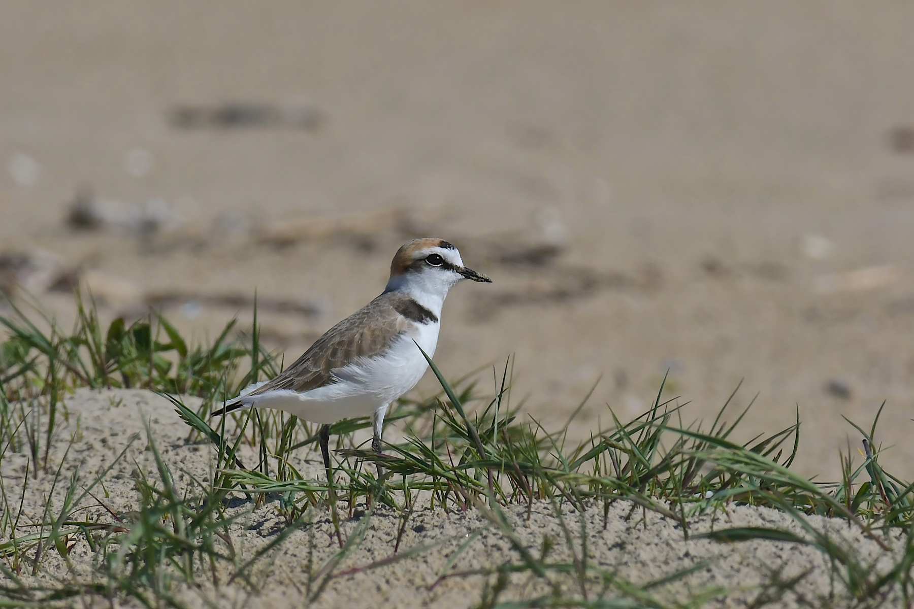 Fratino nel suo ambiente