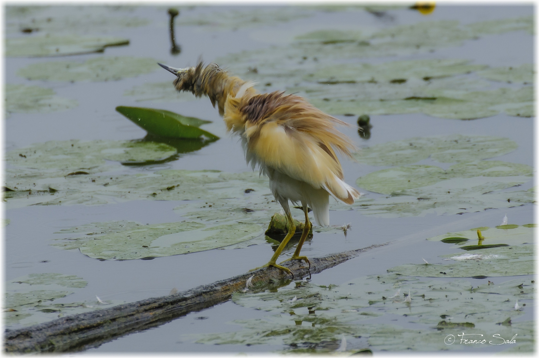 Agitato non mescolato