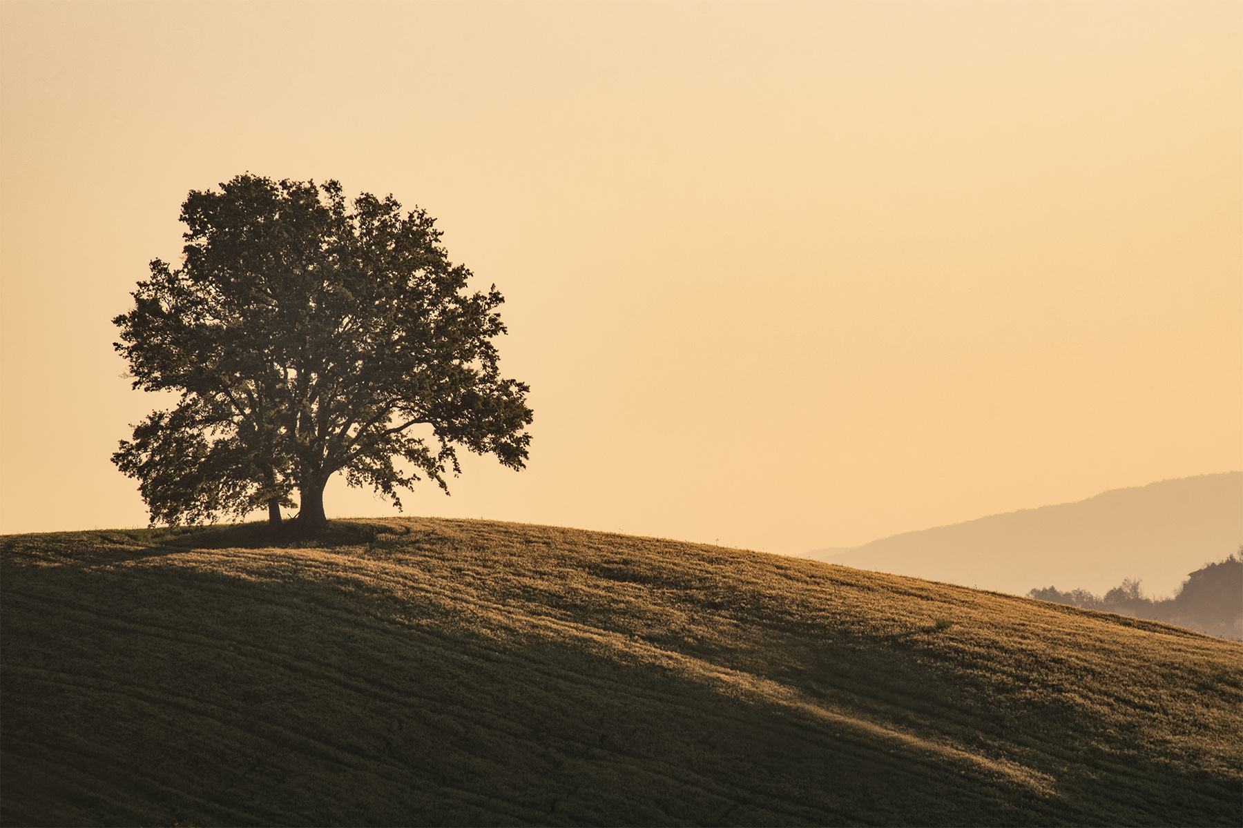 Albero solitario Mag2023
