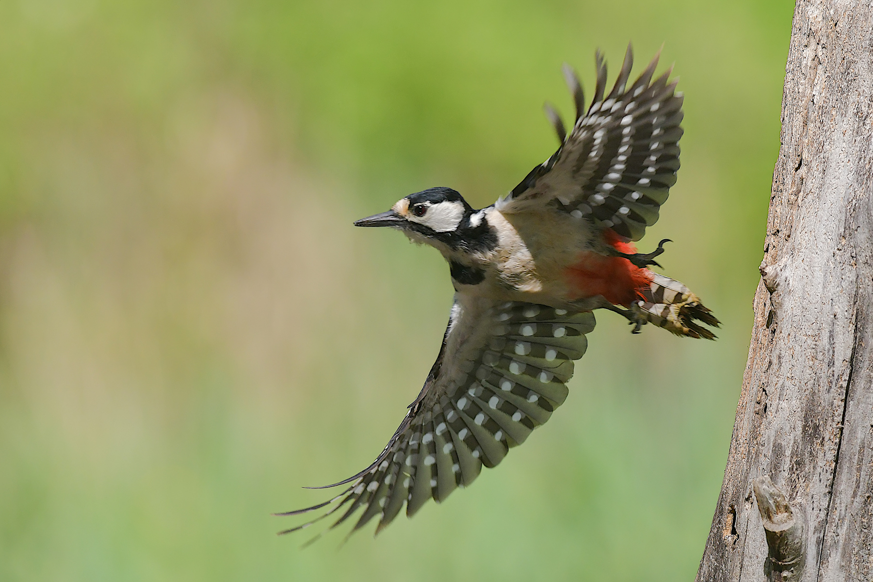 Picchio rosso maggiore2