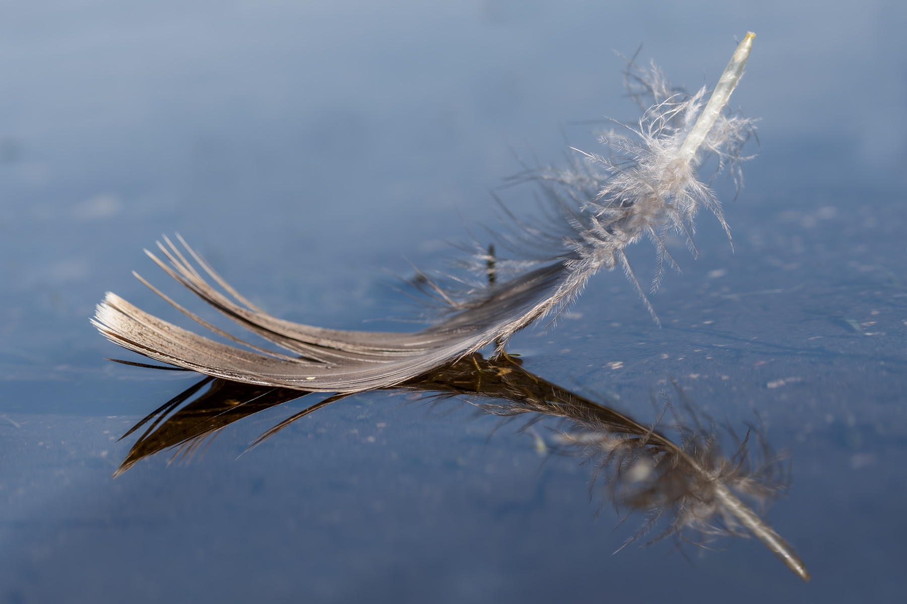 141� Contest: Soffi di realt�