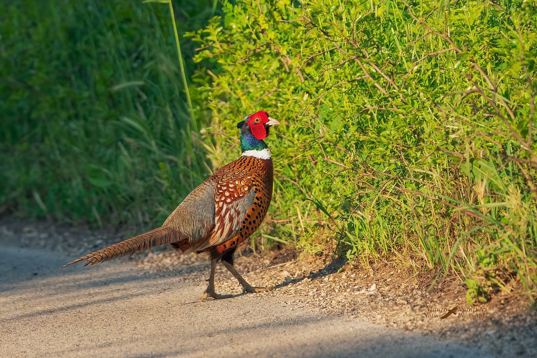 Fagiano-comune_DSC06137