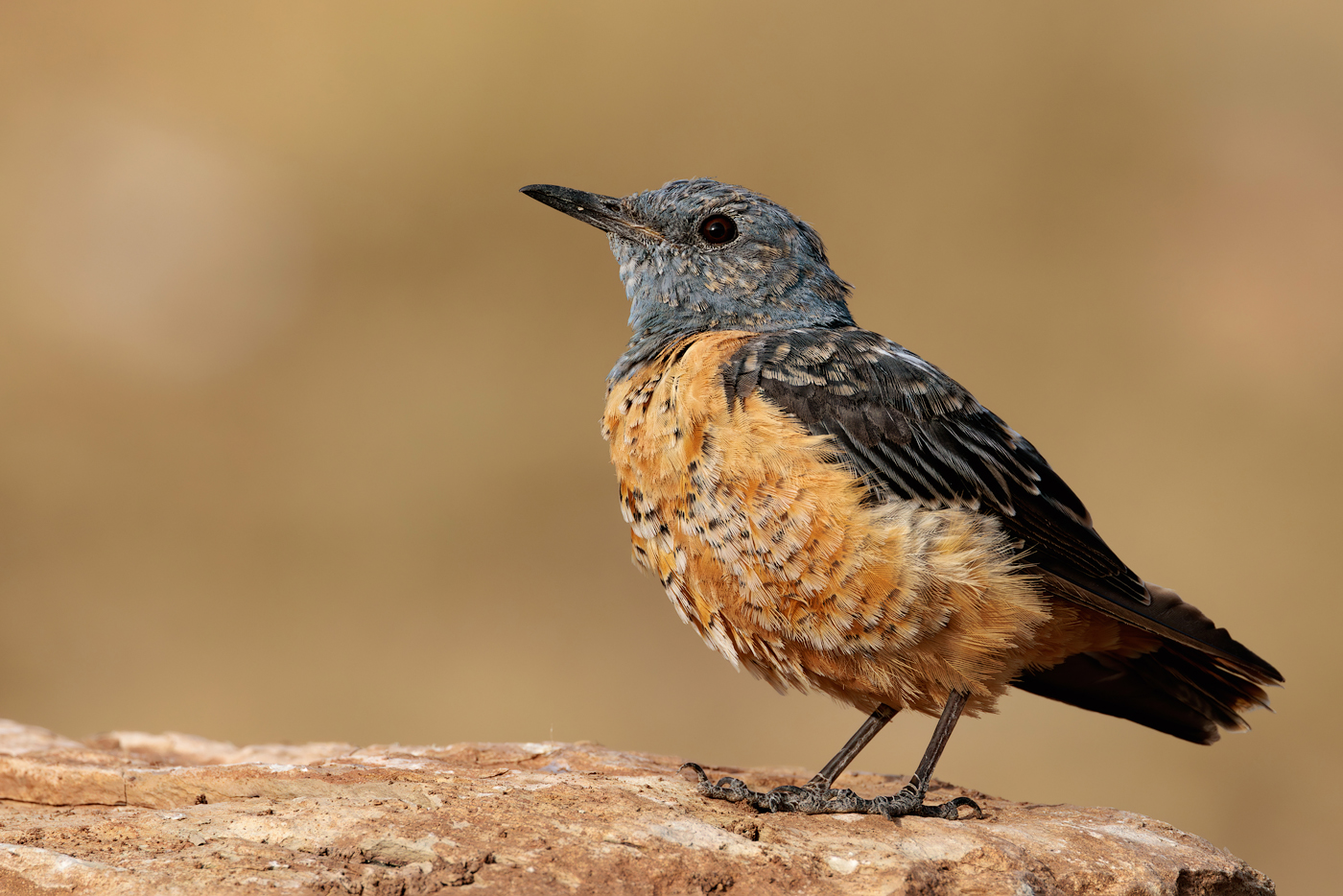 Codirossone (Monticola saxatilis)