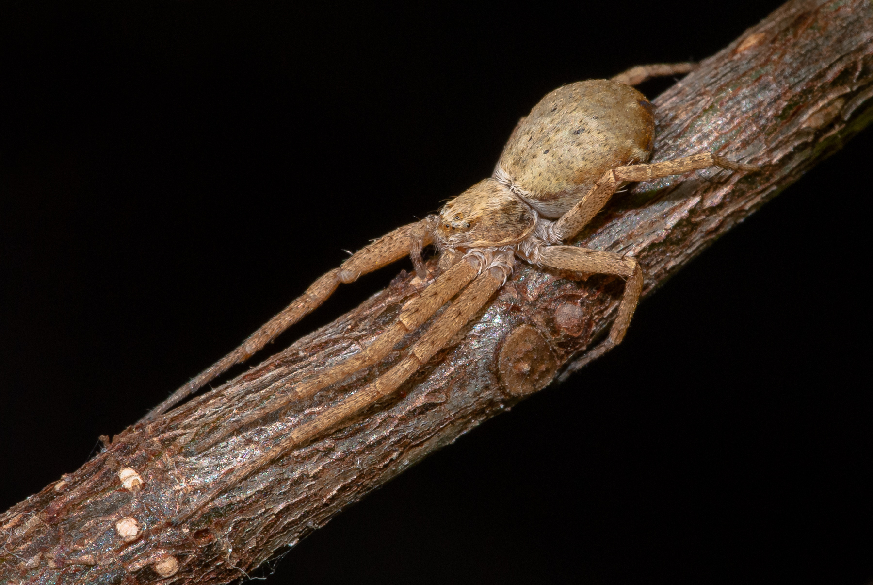 Philodromidae