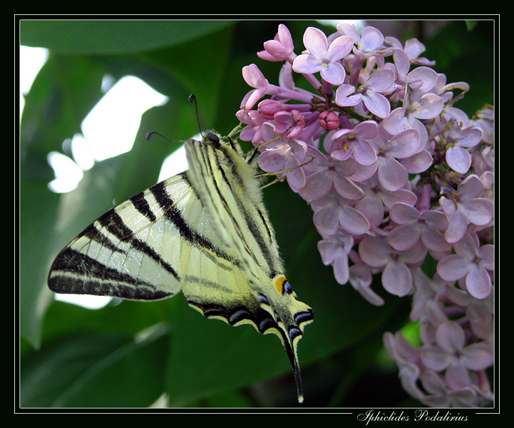 Iphiclides Podalirius