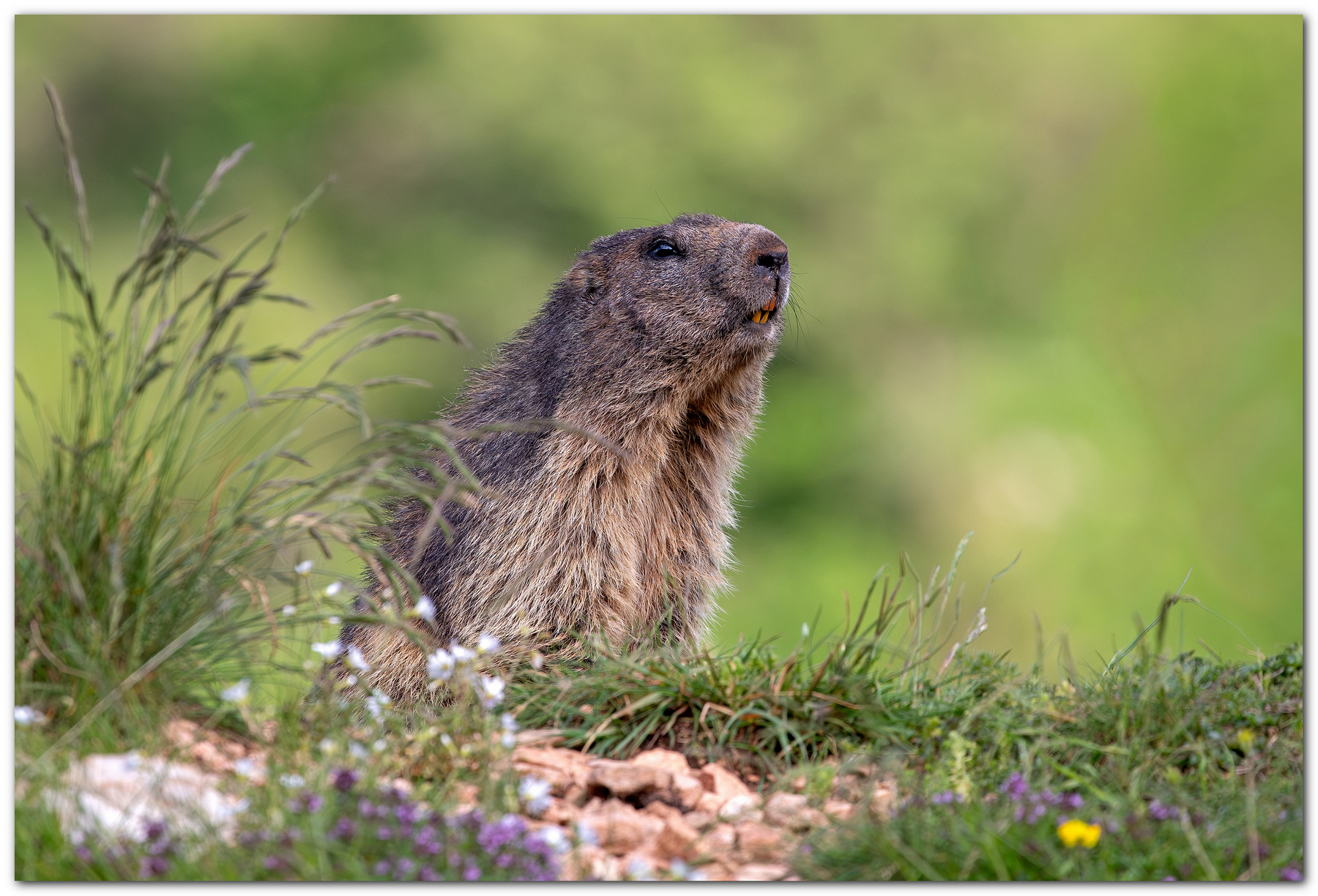Marmotta