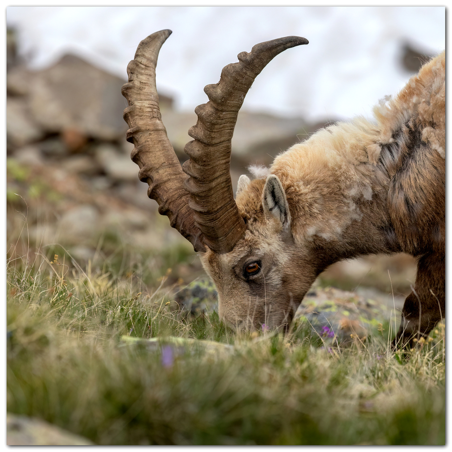 Stambecco val Camonica