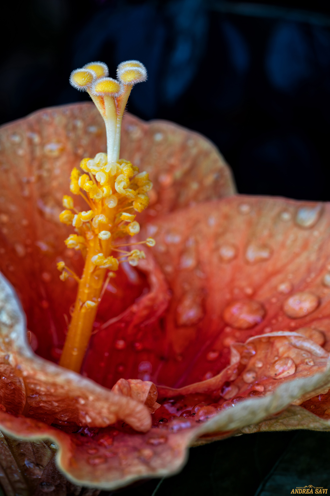 Particolare Ibisco Siculo...1