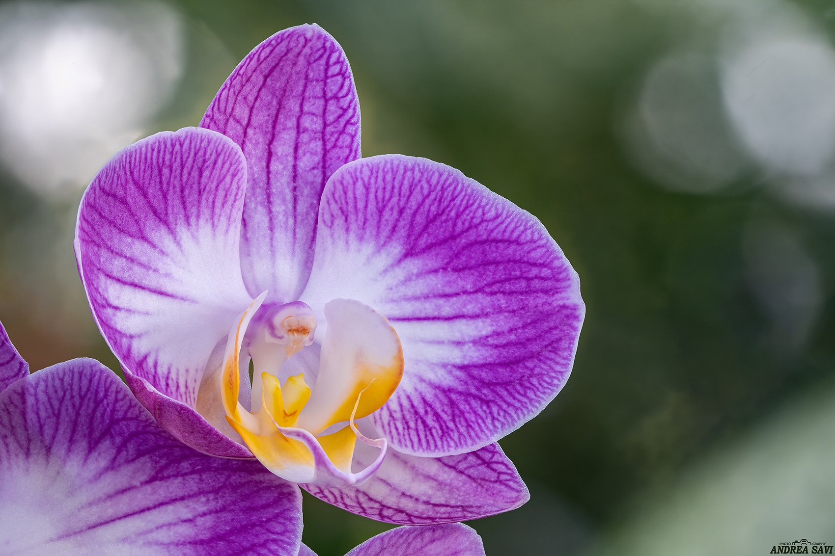 Orchidea...1