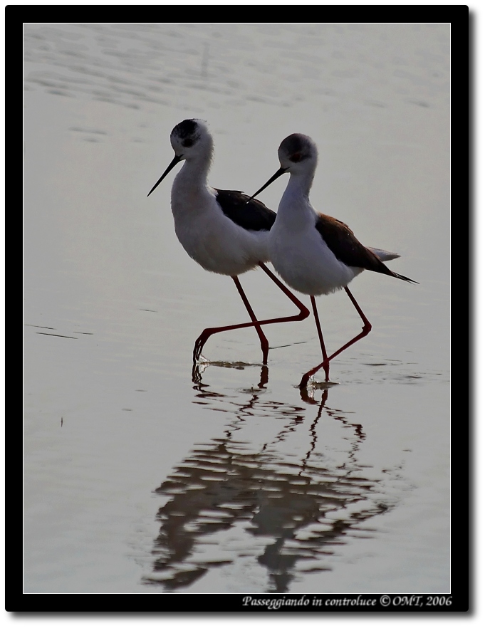 Passeggiando in controluce