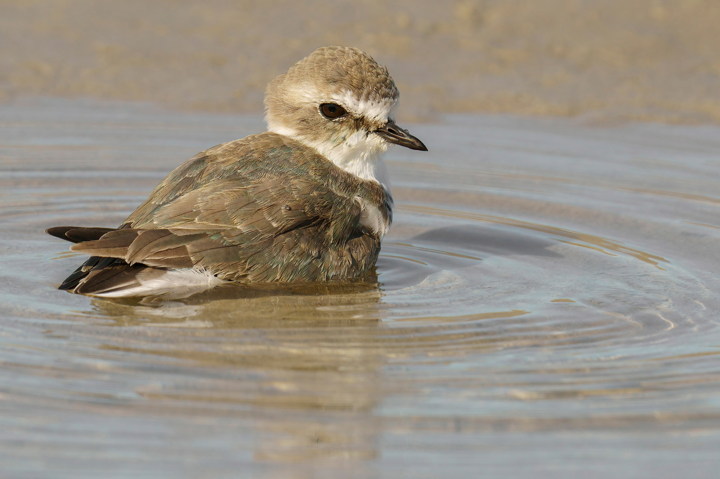 Fratino (Charadrius alexandrinus)