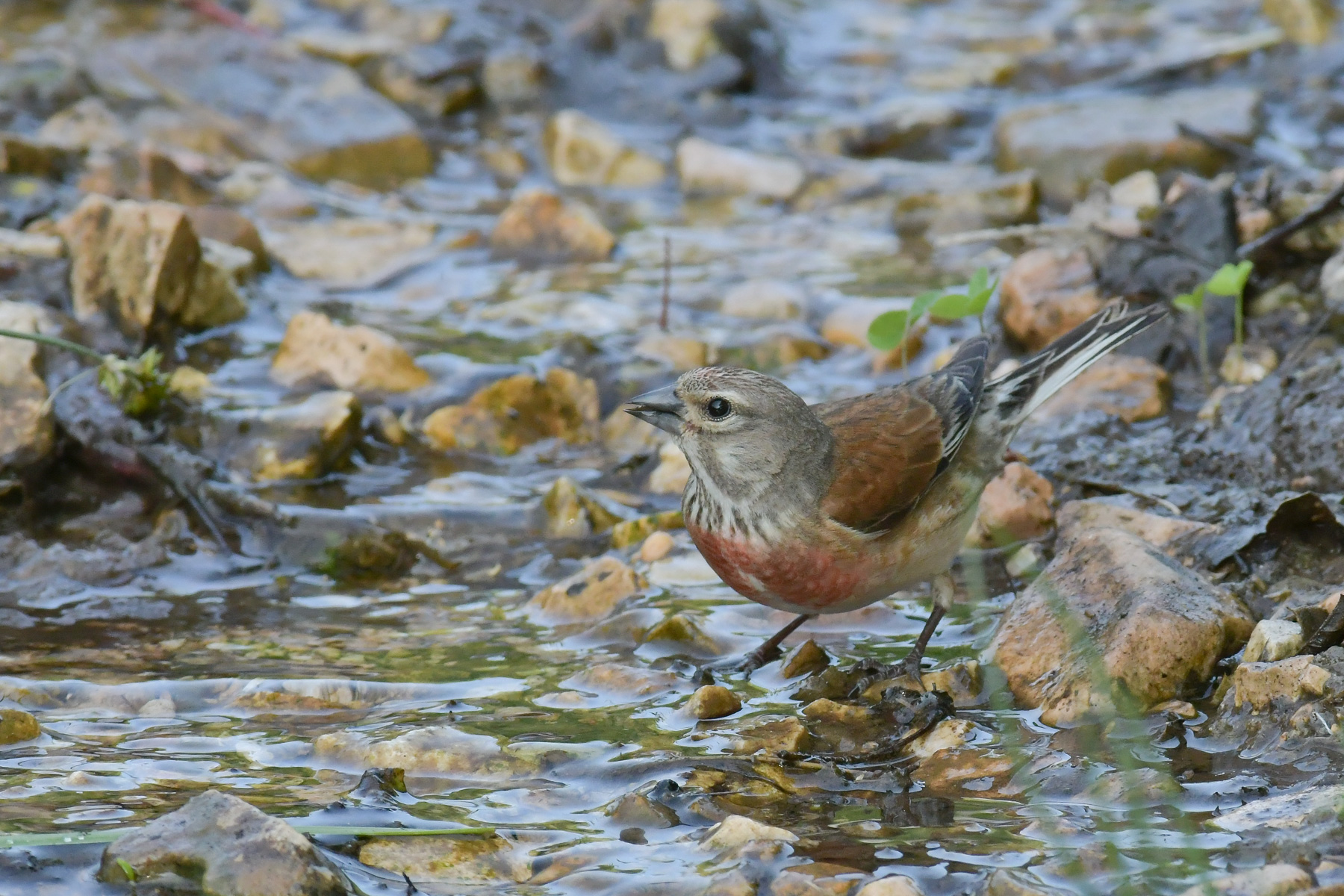 Fanello all'abbeverata