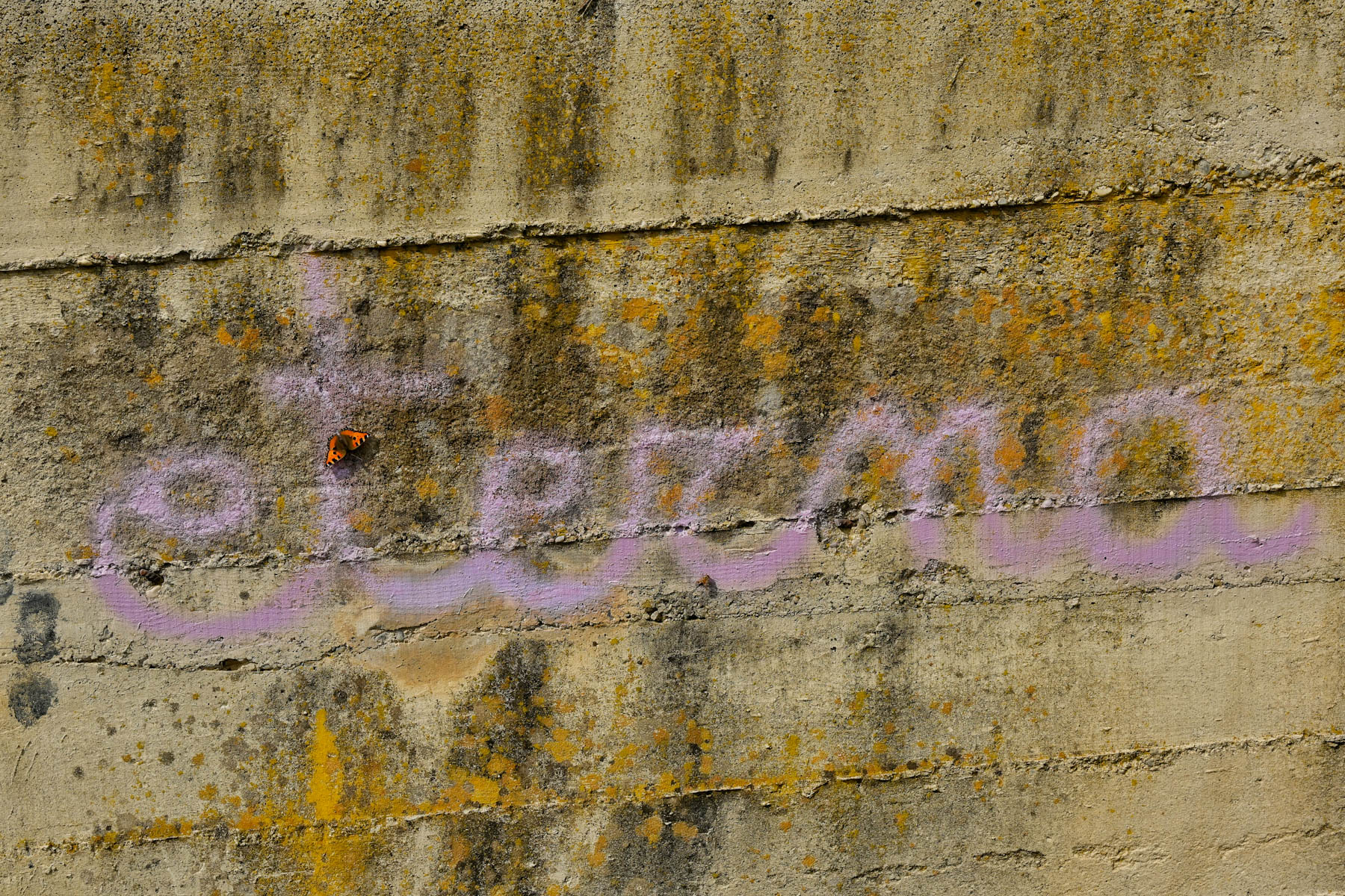 L'eternit� � un fiore