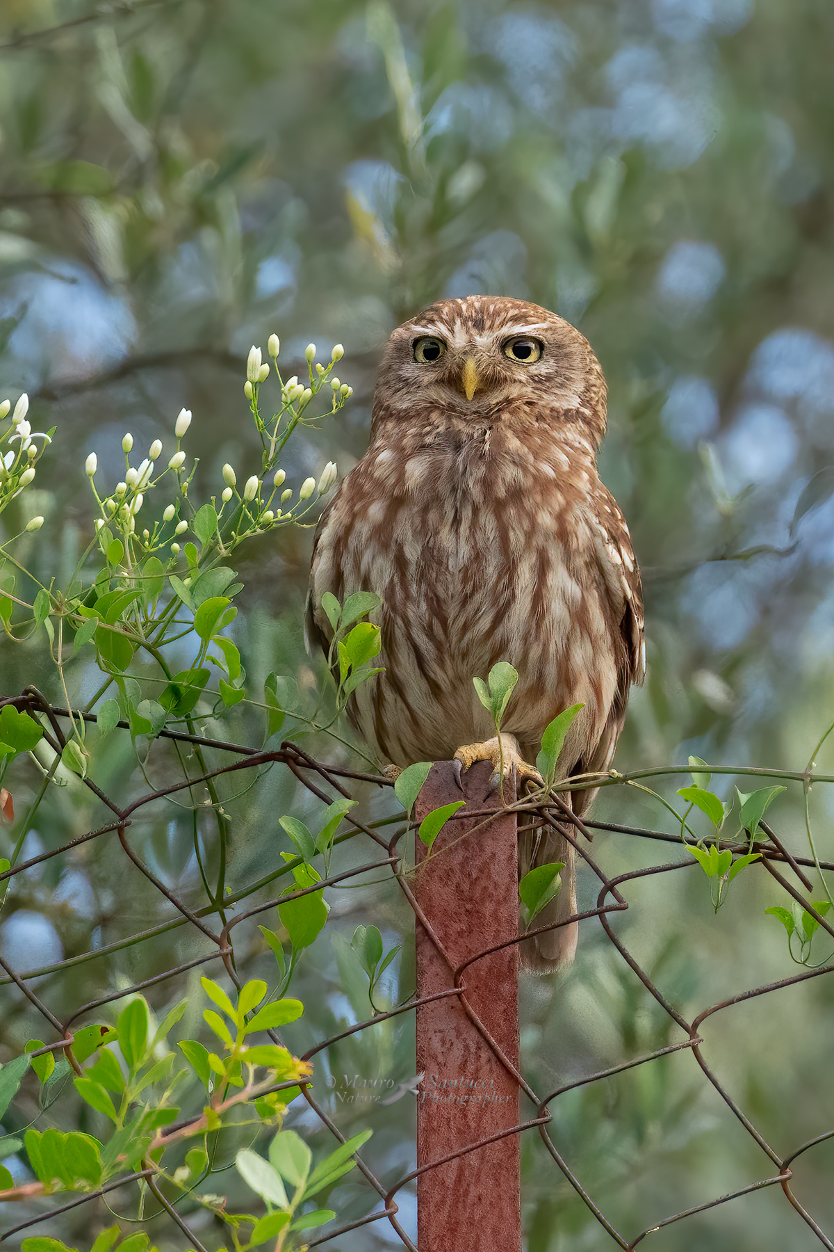 Civetta_Athene-noctua_DSC07477