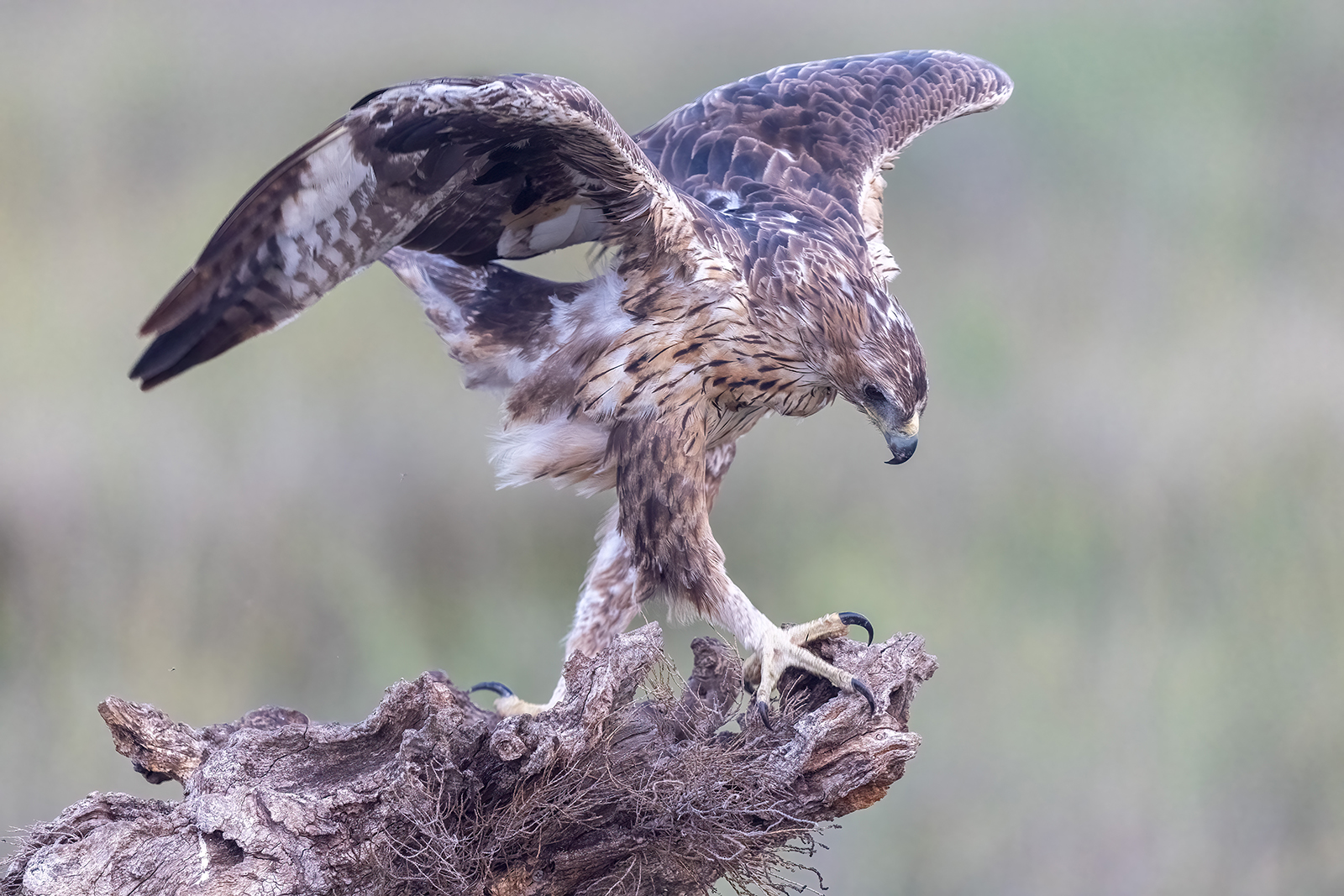 Aquila di Bonelli versione 2