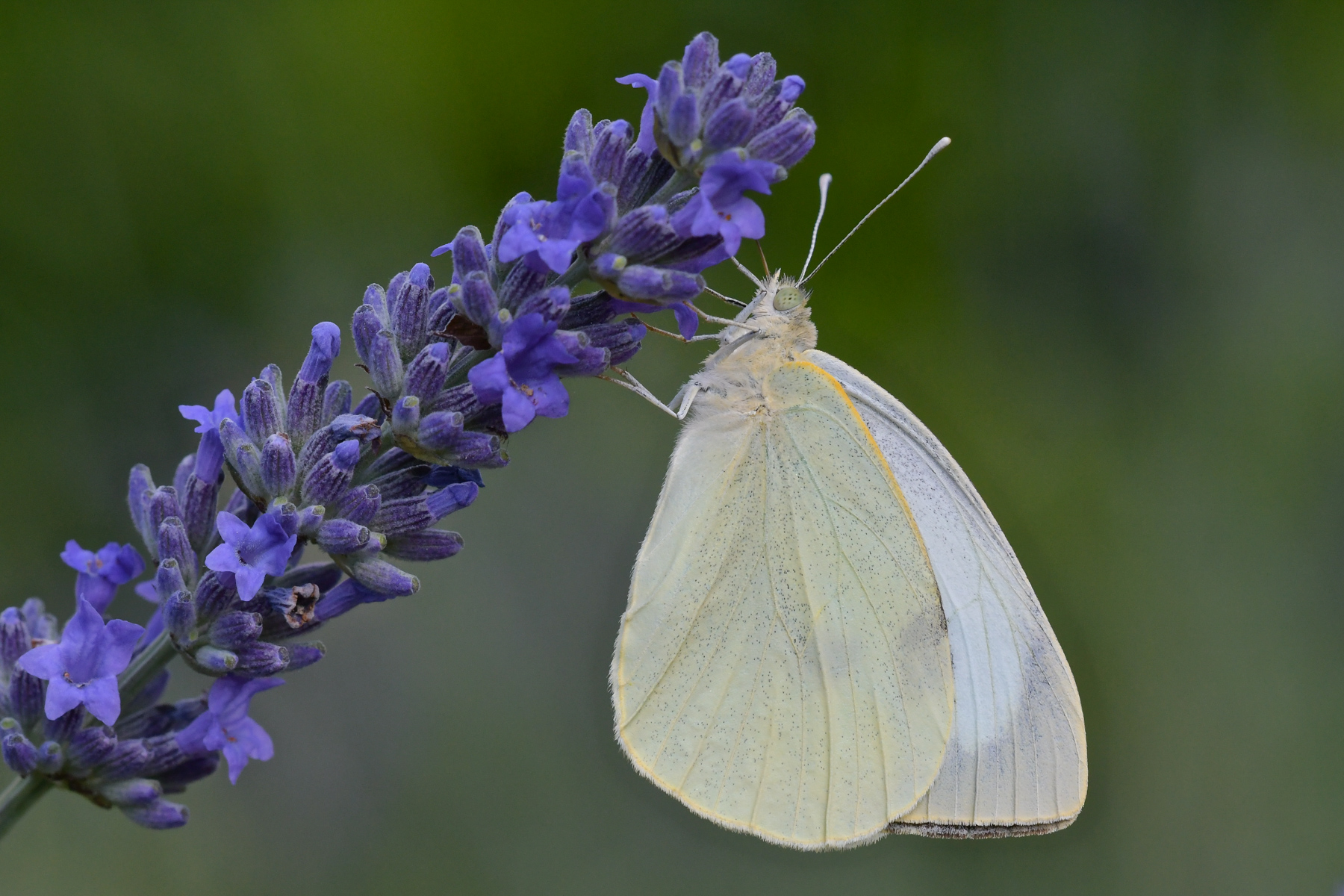 Pieride in alimentazione