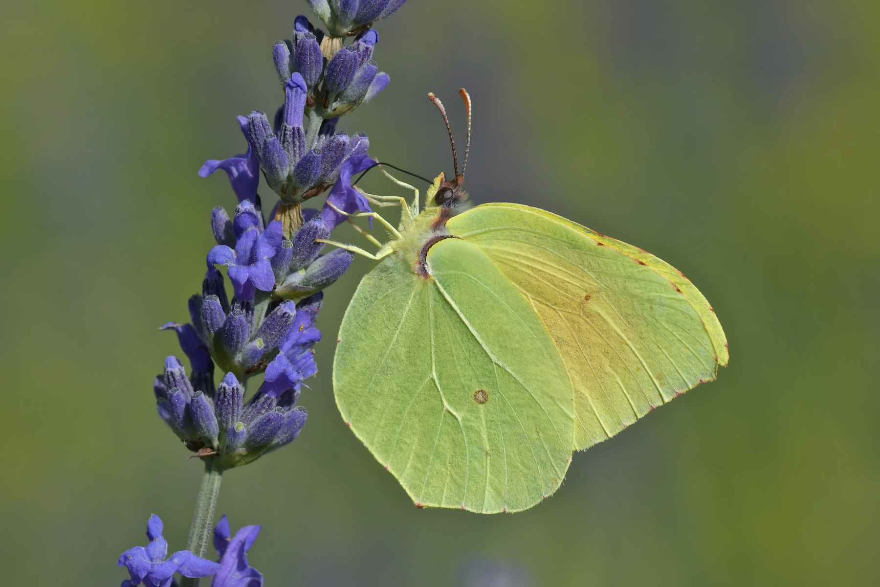 Gonepteryx cleopatra in alimentazione