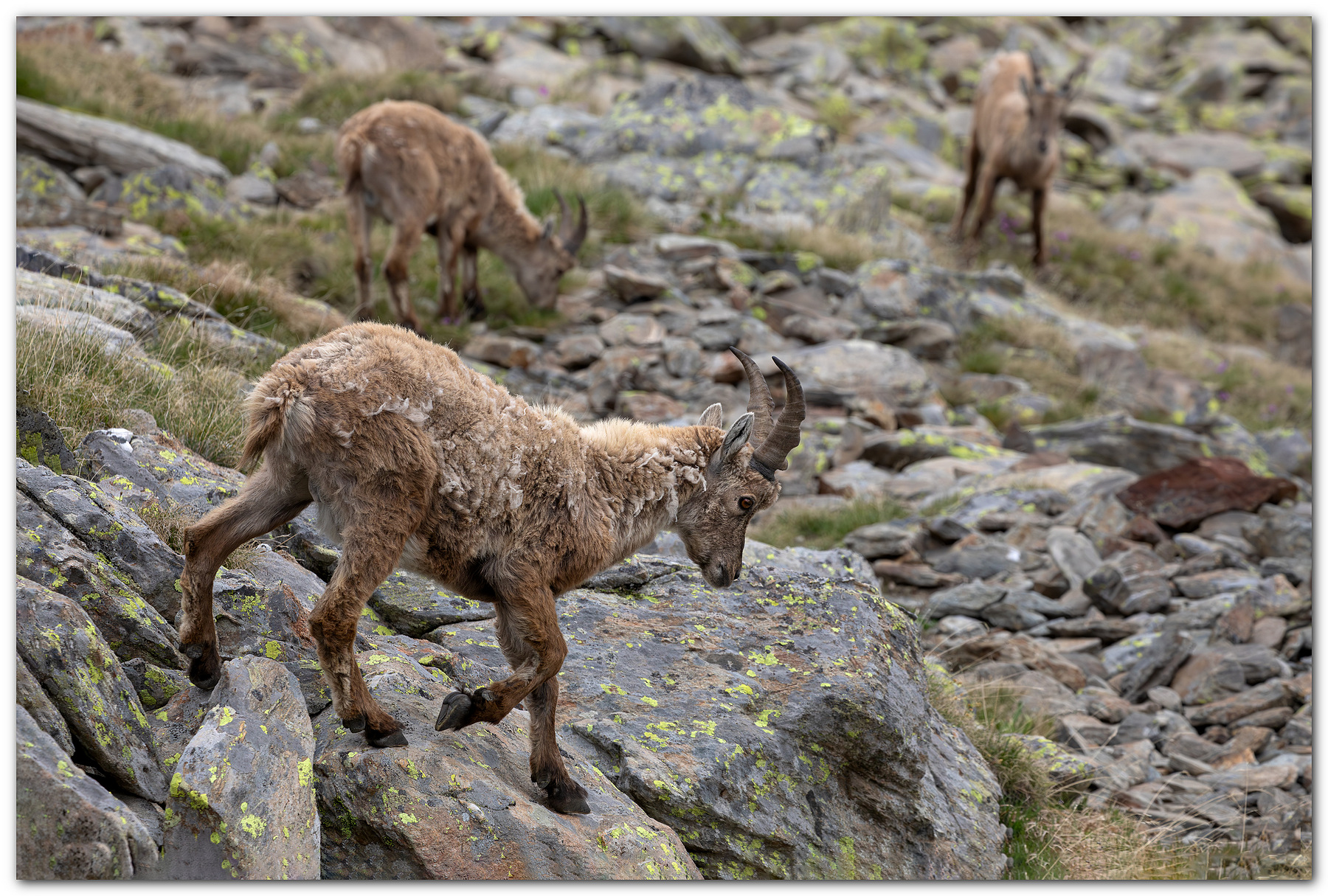 Pascoli alti... Stambecchi