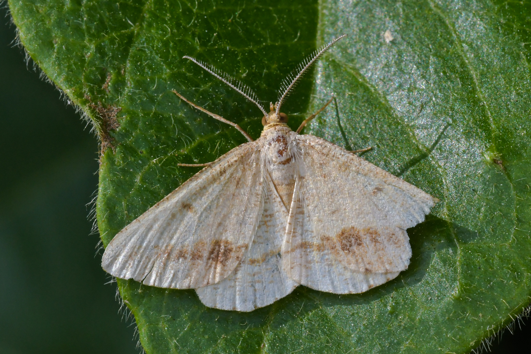 Rhodometra sacraria in riposo