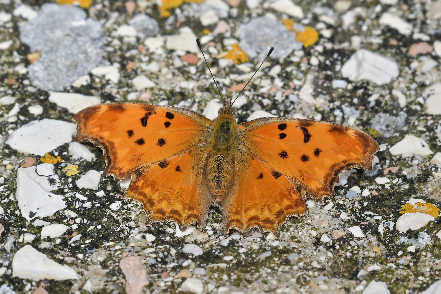 Polygonia C-album