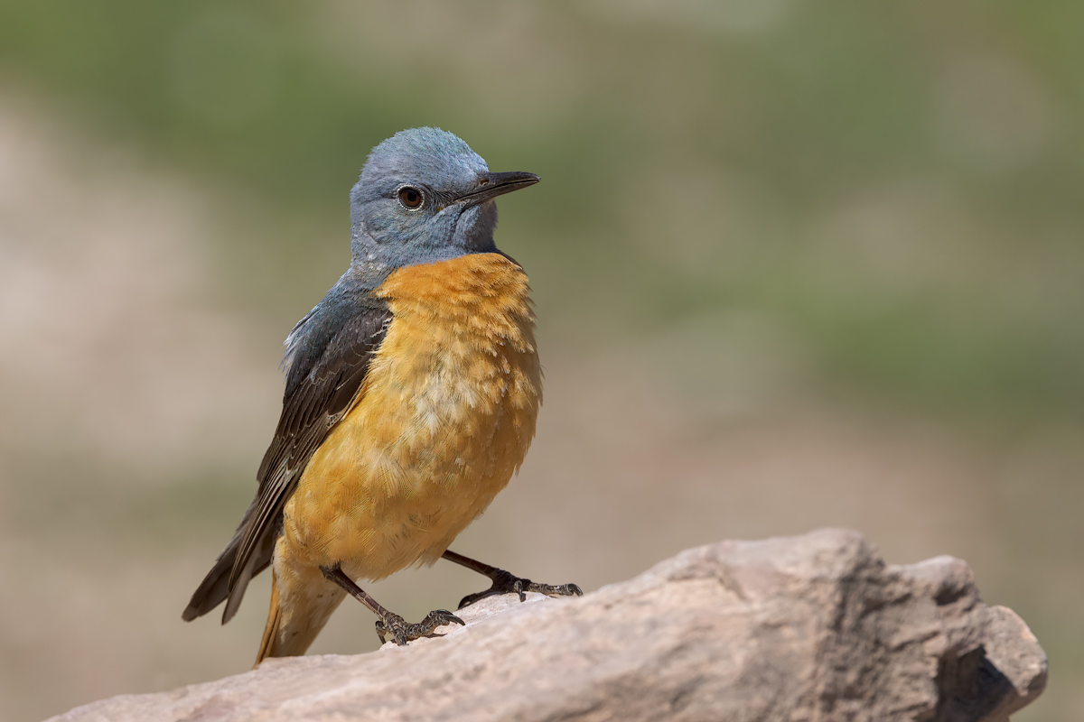 Codirossone (Monticola saxatilis)