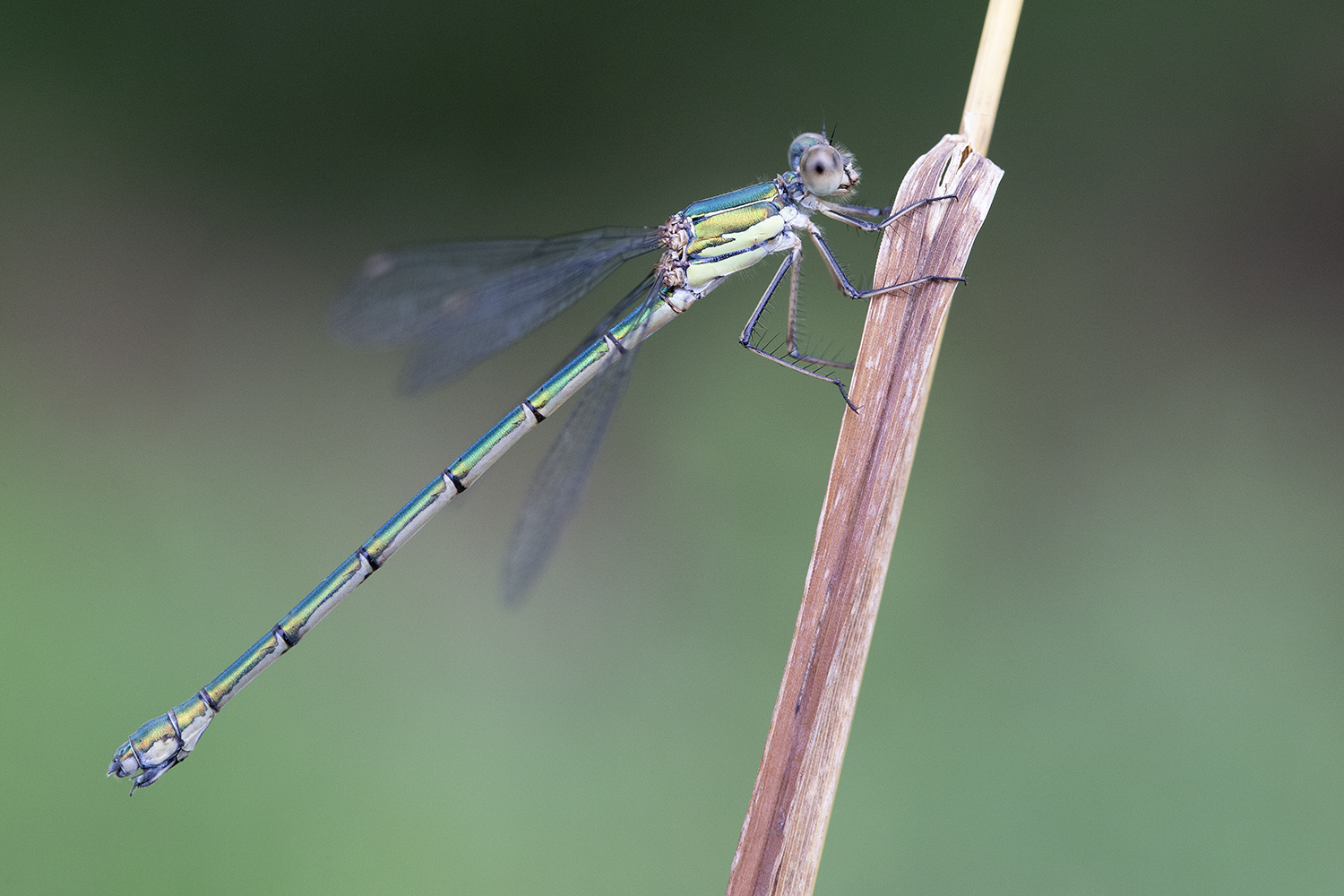 Damigella multicolor