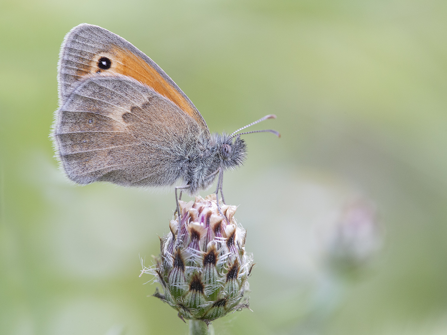 Coenonympha p.