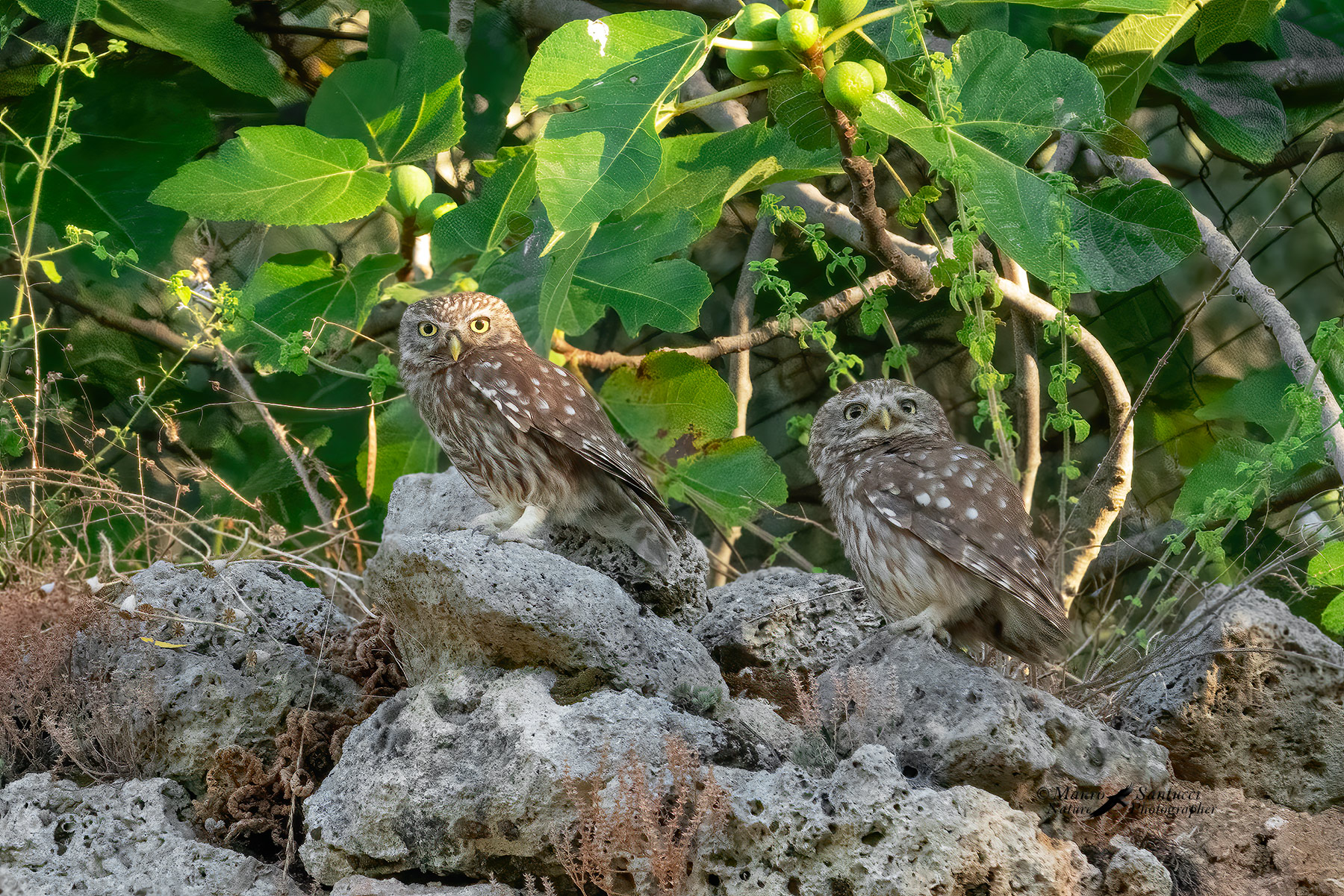 Coppia-di-civette_DSC07930