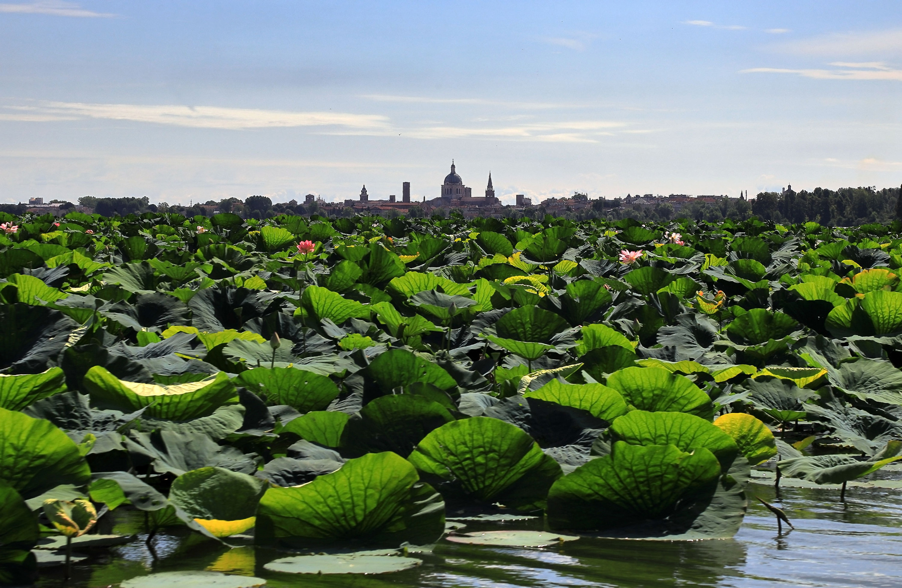 Mantova e fiori di loto