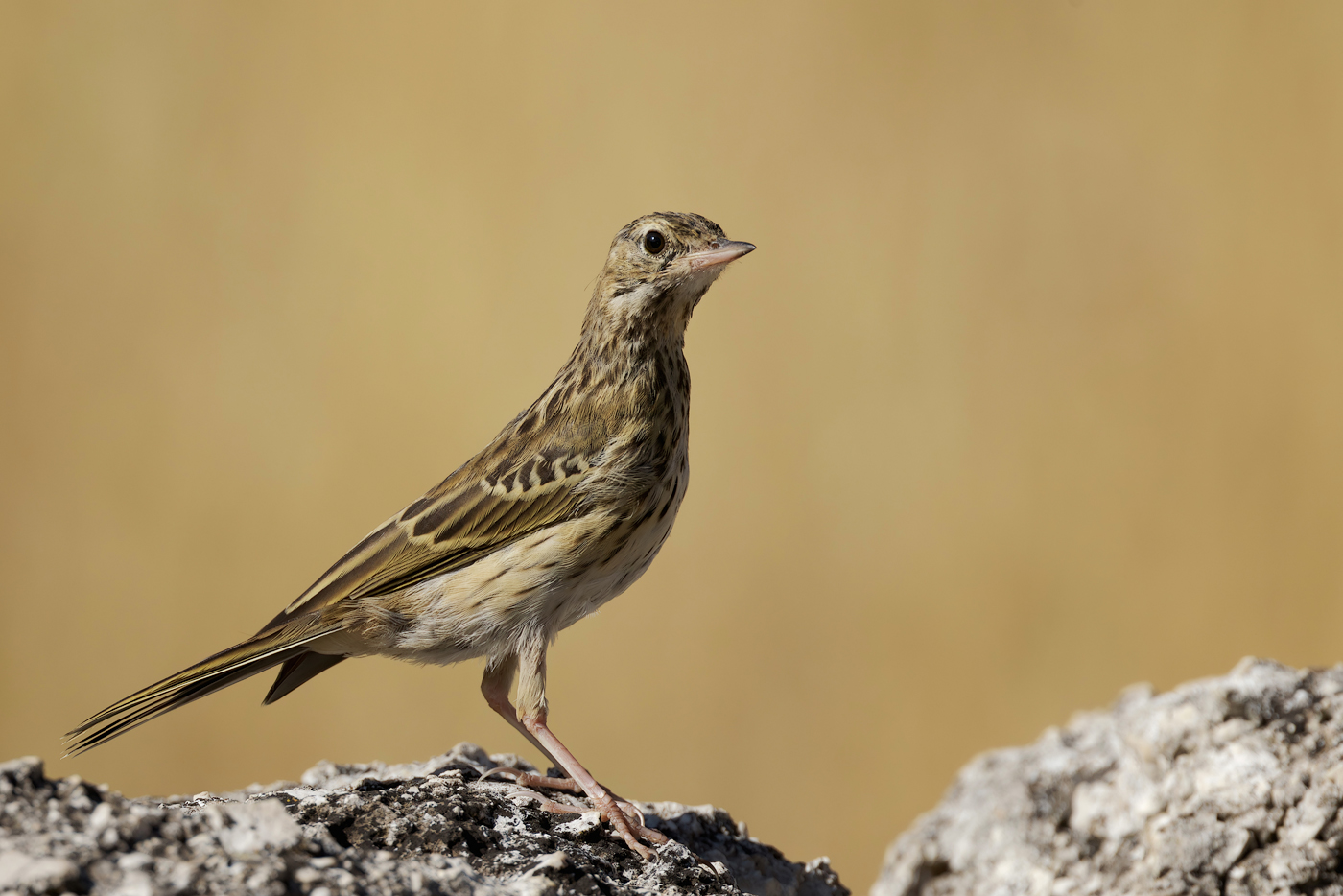 Prispolone (Anthus trivialis)