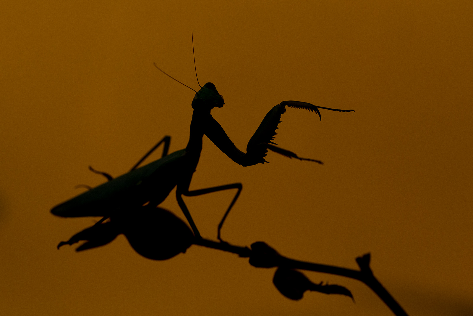 Direttrice d'orchestra