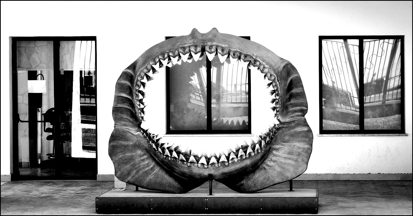 Napoli Museo Darwin Dohrn