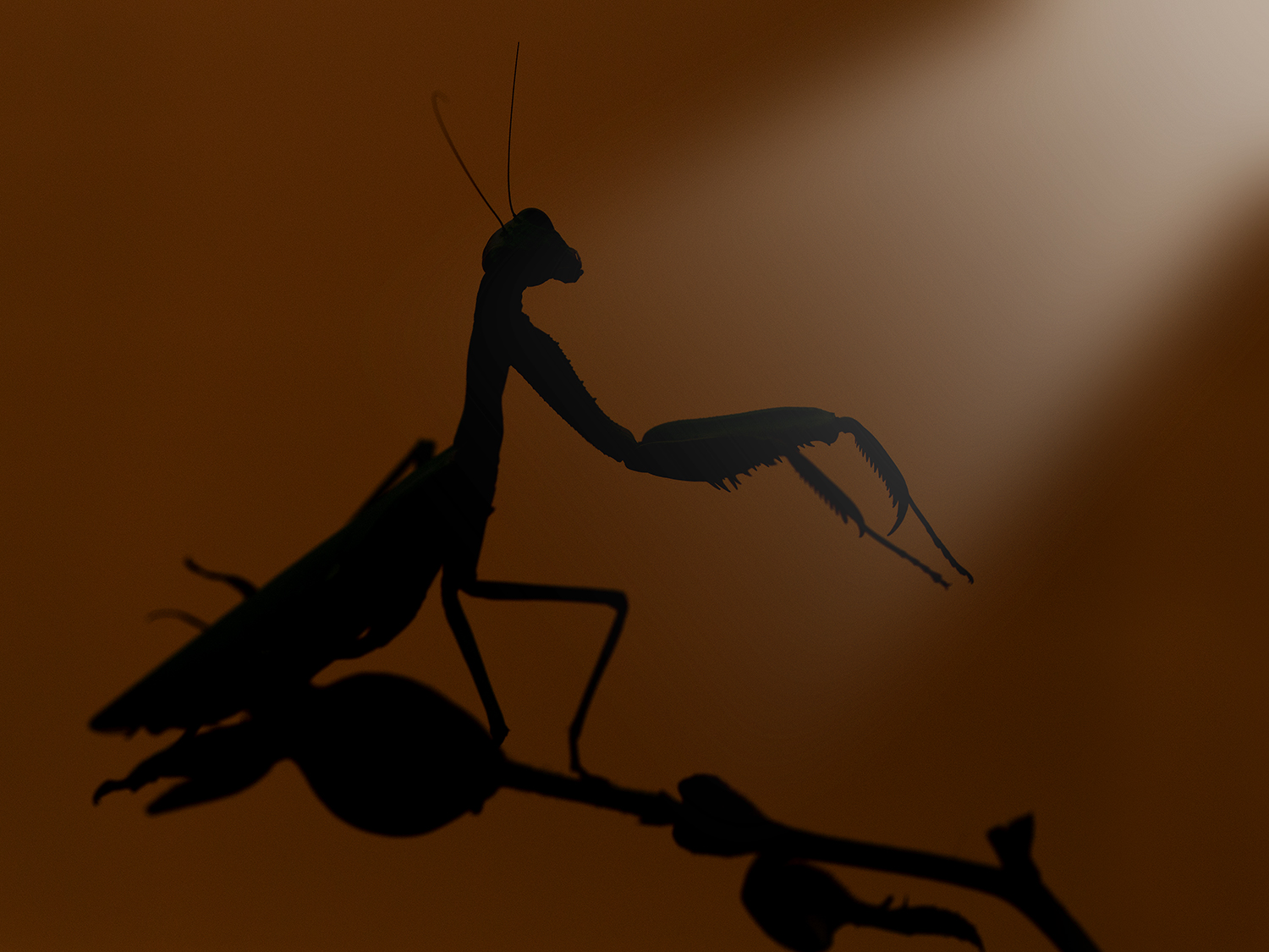 Direttrice d'orchestra con frac