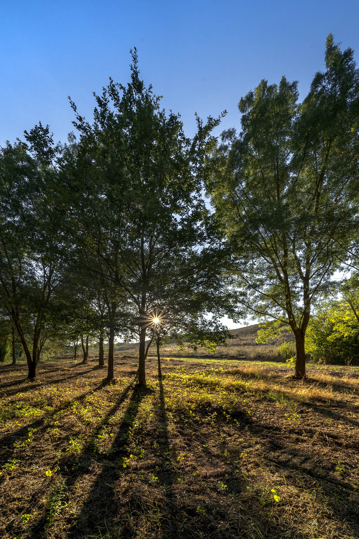 proiezioni nel bosco