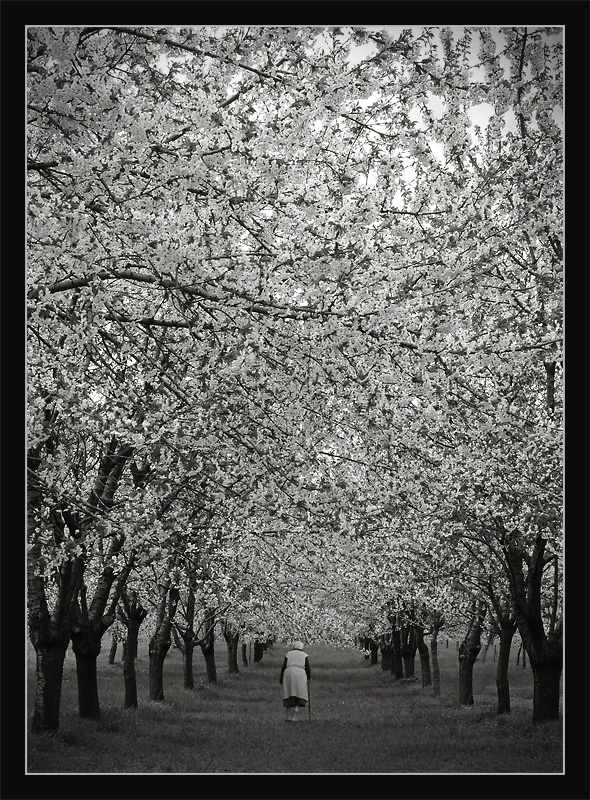 lungo il viale - b/n