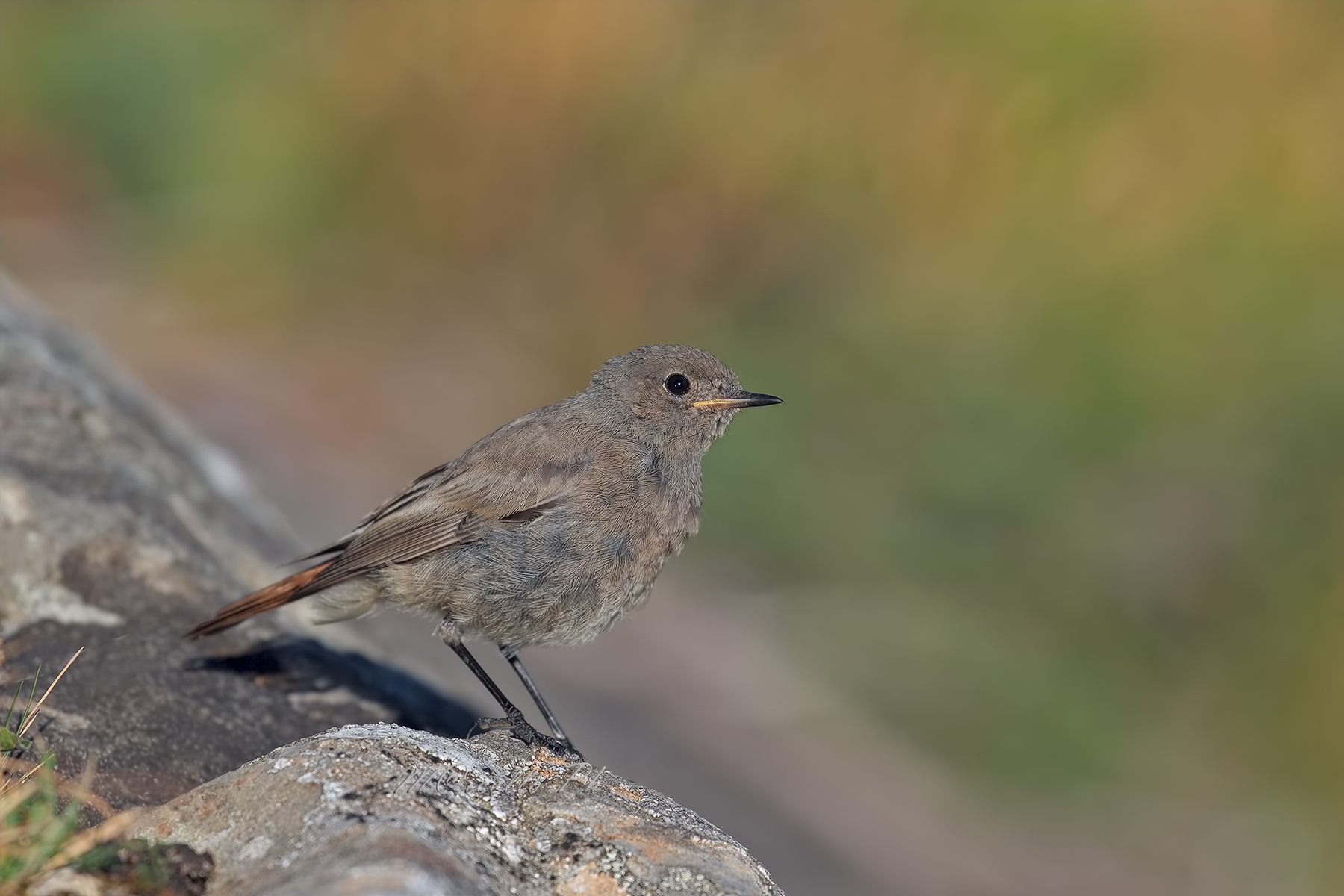 Codirosso...invadente